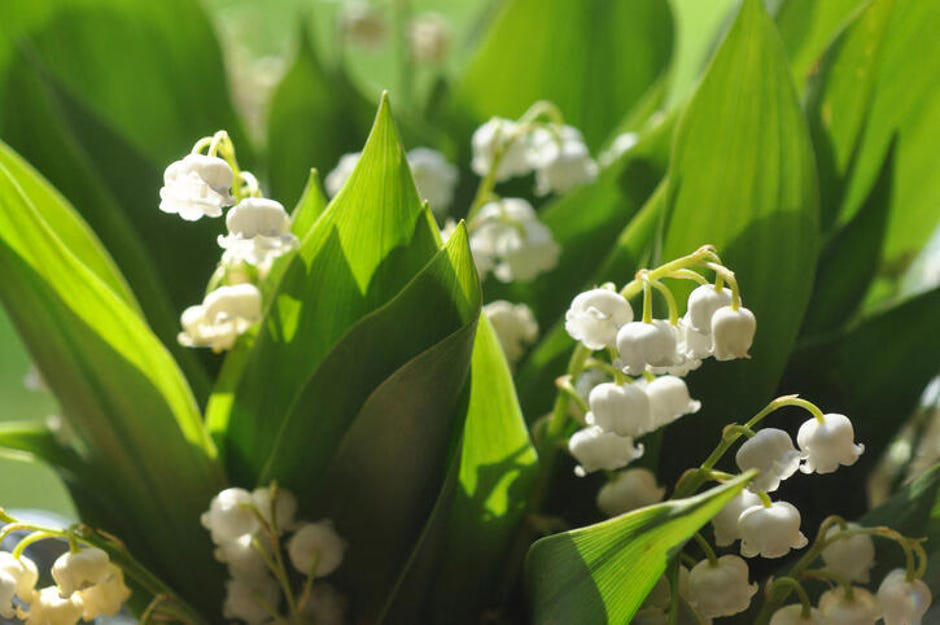 How to spot poisonous flowers, 10 poisonous backyard flowers to watch out for, How do you treat exposure to poisonous plants?, The bottom line