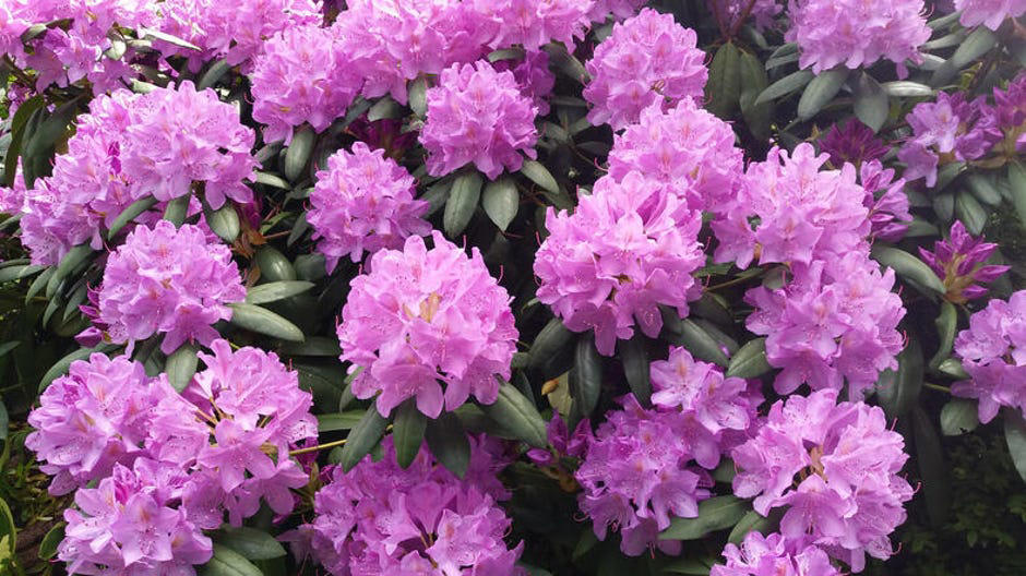 How to spot poisonous flowers, 10 poisonous backyard flowers to watch out for, How do you treat exposure to poisonous plants?, The bottom line
