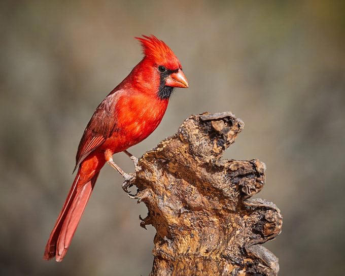 What Does a Northern Cardinal Bird Look Like?, Northern Cardinal Bird Range, Are Cardinals Territorial Birds?, Both Male and Female Cardinals Sing, Cardinals Eat Seeds From Bird Feeders, Northern Cardinal Nesting Habits, Plant Dense Shrubs for the Ideal Cardinal Habitat, Why Are Male Cardinal Birds Red?, Look for Rare Cardinal Birds in Other Colors, How Did the Northern Cardinal Bird Get Its Name?, Can You Own Pet Cardinals?