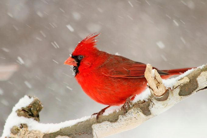 What Does a Northern Cardinal Bird Look Like?, Northern Cardinal Bird Range, Are Cardinals Territorial Birds?, Both Male and Female Cardinals Sing, Cardinals Eat Seeds From Bird Feeders, Northern Cardinal Nesting Habits, Plant Dense Shrubs for the Ideal Cardinal Habitat, Why Are Male Cardinal Birds Red?, Look for Rare Cardinal Birds in Other Colors, How Did the Northern Cardinal Bird Get Its Name?, Can You Own Pet Cardinals?