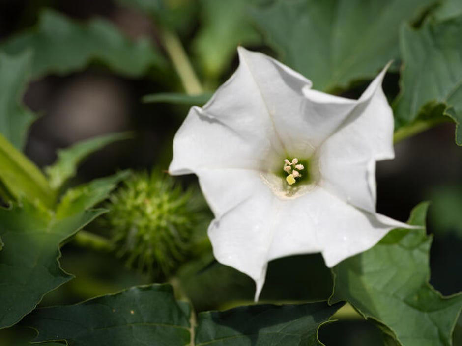 How to spot poisonous flowers, 10 poisonous backyard flowers to watch out for, How do you treat exposure to poisonous plants?, The bottom line