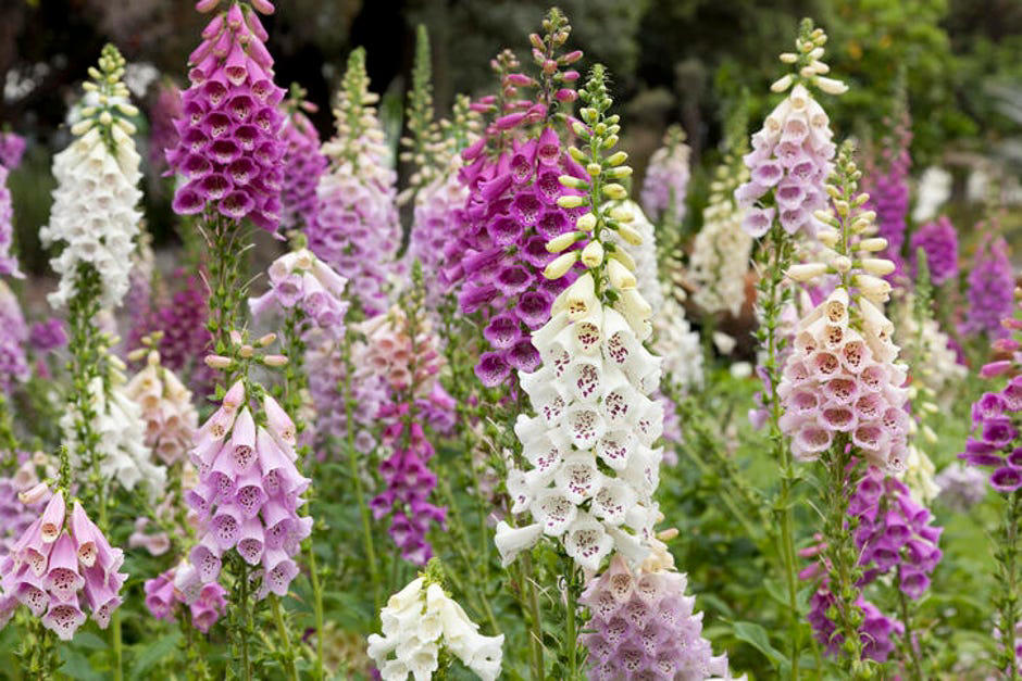 How to spot poisonous flowers, 10 poisonous backyard flowers to watch out for, How do you treat exposure to poisonous plants?, The bottom line