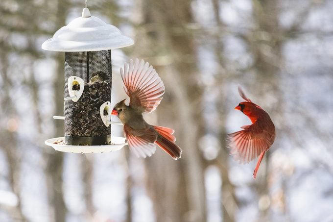 What Does a Northern Cardinal Bird Look Like?, Northern Cardinal Bird Range, Are Cardinals Territorial Birds?, Both Male and Female Cardinals Sing, Cardinals Eat Seeds From Bird Feeders, Northern Cardinal Nesting Habits, Plant Dense Shrubs for the Ideal Cardinal Habitat, Why Are Male Cardinal Birds Red?, Look for Rare Cardinal Birds in Other Colors, How Did the Northern Cardinal Bird Get Its Name?, Can You Own Pet Cardinals?