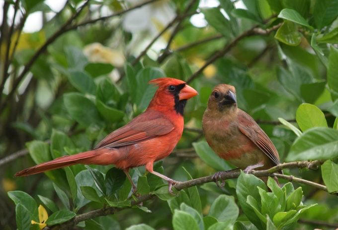What Does a Northern Cardinal Bird Look Like?, Northern Cardinal Bird Range, Are Cardinals Territorial Birds?, Both Male and Female Cardinals Sing, Cardinals Eat Seeds From Bird Feeders, Northern Cardinal Nesting Habits, Plant Dense Shrubs for the Ideal Cardinal Habitat, Why Are Male Cardinal Birds Red?, Look for Rare Cardinal Birds in Other Colors, How Did the Northern Cardinal Bird Get Its Name?, Can You Own Pet Cardinals?