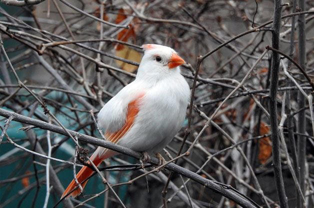 What Does a Northern Cardinal Bird Look Like?, Northern Cardinal Bird Range, Are Cardinals Territorial Birds?, Both Male and Female Cardinals Sing, Cardinals Eat Seeds From Bird Feeders, Northern Cardinal Nesting Habits, Plant Dense Shrubs for the Ideal Cardinal Habitat, Why Are Male Cardinal Birds Red?, Look for Rare Cardinal Birds in Other Colors, How Did the Northern Cardinal Bird Get Its Name?, Can You Own Pet Cardinals?