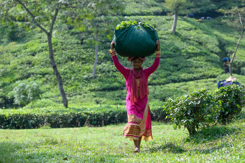 Bangladesh Cameroon, Malaysia, Thailand, Bangladesh, Sri Lanka