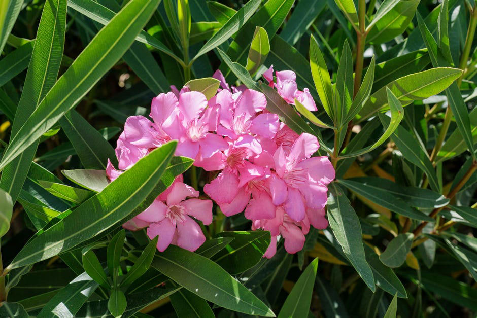 How to spot poisonous flowers, 10 poisonous backyard flowers to watch out for, How do you treat exposure to poisonous plants?, The bottom line