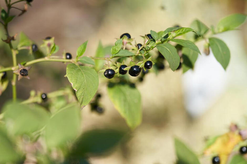 How to spot poisonous flowers, 10 poisonous backyard flowers to watch out for, How do you treat exposure to poisonous plants?, The bottom line
