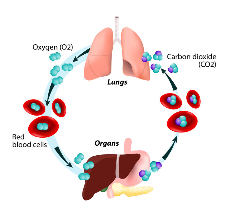 Cardiac arrest, Heart attack, Arrhythmias, Congestive heart failure, Respiratory arrest, Type 1 diabetes, Carbon monoxide poisoning, Medications, Brain trauma, Epilepsy, Obstructive sleep apnea