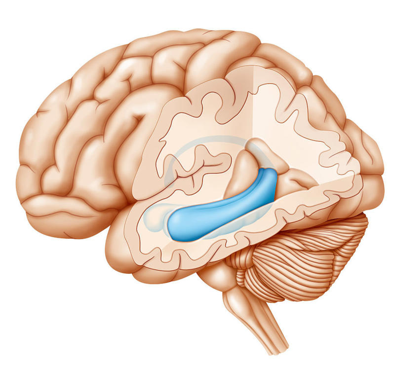 Rough childhood, Root cause, Does trauma change the brain?, Trauma combo, What is the hippocampus?, Consequences of damage, Impact of aging, Linked to disorders, What are the triggers?, Hypothesis, Methodology, Evaluation, Questionnaires, Impact analysis, Types of maltreatment, Love treatment