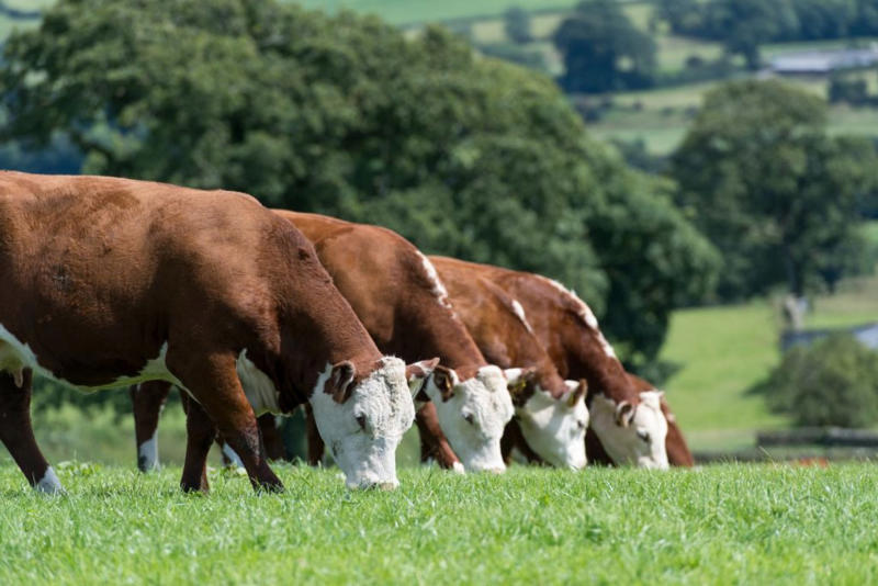 Trademark, Source product, Beginning with diet, Nutritious and colorful, Milk tint, Here comes the tone, Why so white?, Seasonal impact, Butter vs. cheese, Cheese glow-up, Not sustainable, Natural treasure, Cheese dye, We keep tinting, Personal preference