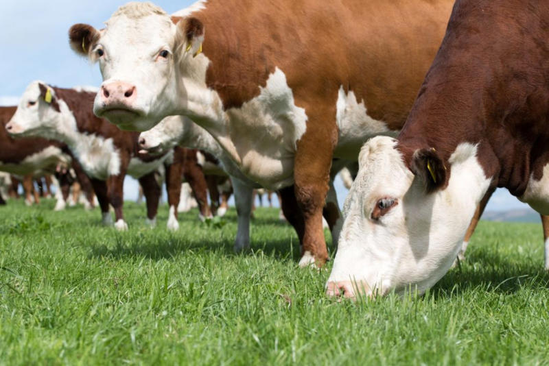 Trademark, Source product, Beginning with diet, Nutritious and colorful, Milk tint, Here comes the tone, Why so white?, Seasonal impact, Butter vs. cheese, Cheese glow-up, Not sustainable, Natural treasure, Cheese dye, We keep tinting, Personal preference