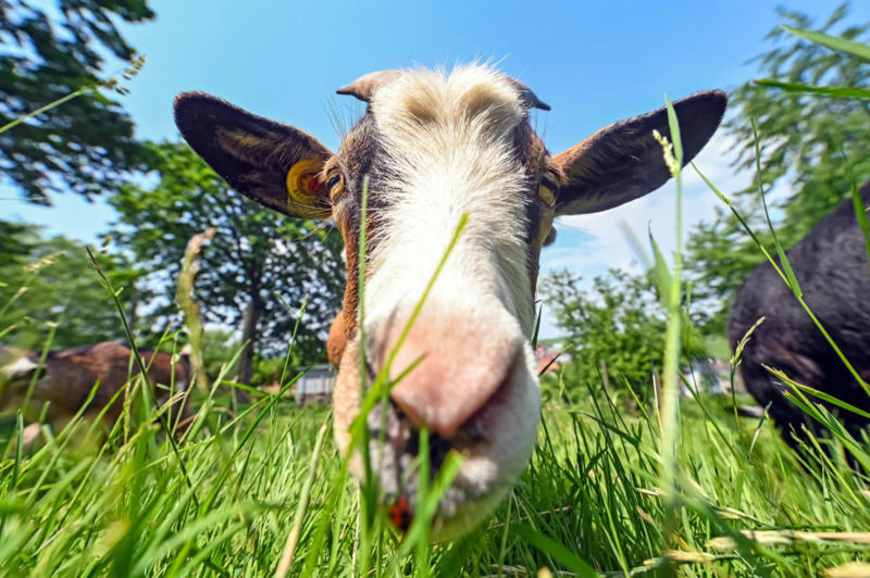 Trademark, Source product, Beginning with diet, Nutritious and colorful, Milk tint, Here comes the tone, Why so white?, Seasonal impact, Butter vs. cheese, Cheese glow-up, Not sustainable, Natural treasure, Cheese dye, We keep tinting, Personal preference