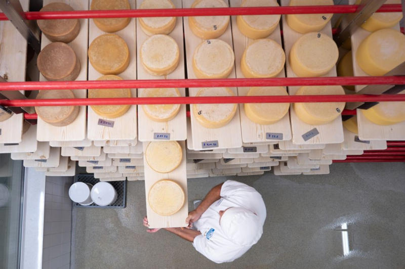 Trademark, Source product, Beginning with diet, Nutritious and colorful, Milk tint, Here comes the tone, Why so white?, Seasonal impact, Butter vs. cheese, Cheese glow-up, Not sustainable, Natural treasure, Cheese dye, We keep tinting, Personal preference