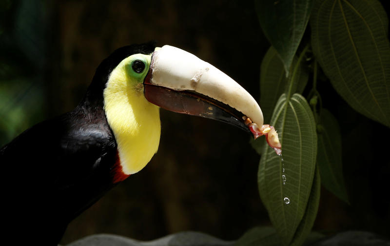 A toucan beak Unborn baby, Yourself, A spine axis, Prosthetic hand, Prosthetic forearm, A toucan beak, Ice cream, A chocolate beer bottle, A bicycle, A motorcycle, Aircraft seats, Plastic working handguns, Adidas shoes, Office space