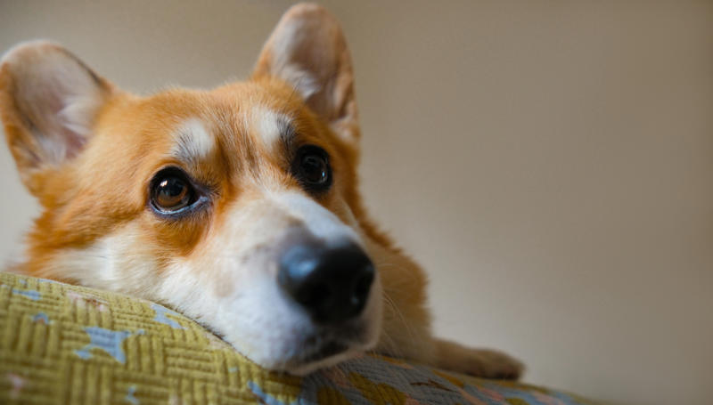 Patting your dog on top of the head, Leaving your dog alone, Boring your dog, Not sticking to a routine, Strong scents, Rushing your dog on walks, Ignoring your dog, Forcing your dog to interact, Leaving your dogs with too many other dogs, Loud noises, Brushing against the grain, Forcing them into uncomfortable situations, Vacuuming
