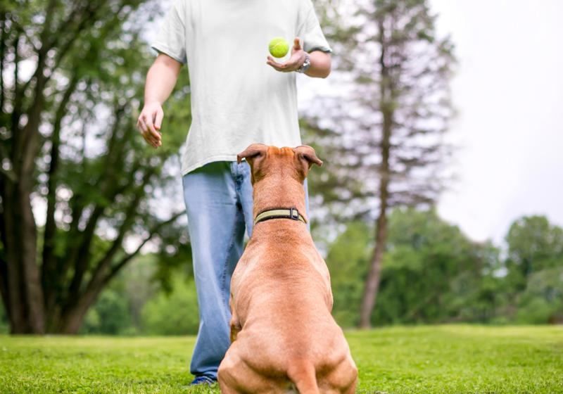 Patting your dog on top of the head, Leaving your dog alone, Boring your dog, Not sticking to a routine, Strong scents, Rushing your dog on walks, Ignoring your dog, Forcing your dog to interact, Leaving your dogs with too many other dogs, Loud noises, Brushing against the grain, Forcing them into uncomfortable situations, Vacuuming