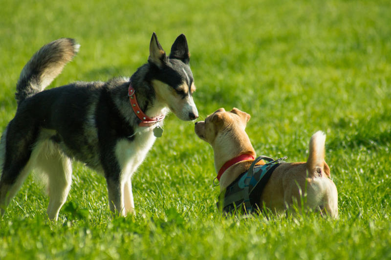 Patting your dog on top of the head, Leaving your dog alone, Boring your dog, Not sticking to a routine, Strong scents, Rushing your dog on walks, Ignoring your dog, Forcing your dog to interact, Leaving your dogs with too many other dogs, Loud noises, Brushing against the grain, Forcing them into uncomfortable situations, Vacuuming