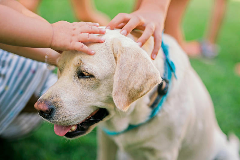 Patting your dog on top of the head, Leaving your dog alone, Boring your dog, Not sticking to a routine, Strong scents, Rushing your dog on walks, Ignoring your dog, Forcing your dog to interact, Leaving your dogs with too many other dogs, Loud noises, Brushing against the grain, Forcing them into uncomfortable situations, Vacuuming
