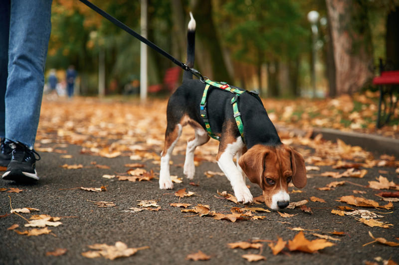 Patting your dog on top of the head, Leaving your dog alone, Boring your dog, Not sticking to a routine, Strong scents, Rushing your dog on walks, Ignoring your dog, Forcing your dog to interact, Leaving your dogs with too many other dogs, Loud noises, Brushing against the grain, Forcing them into uncomfortable situations, Vacuuming