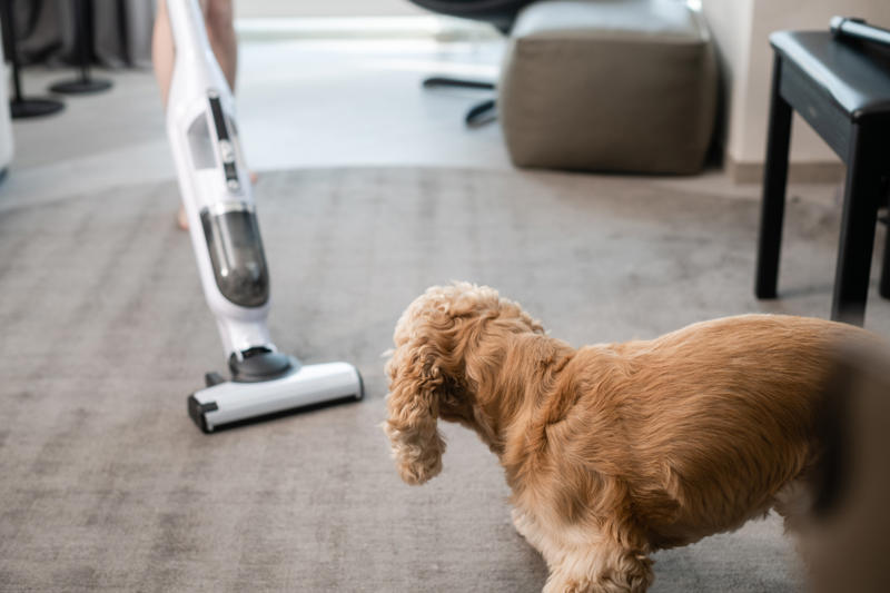 Patting your dog on top of the head, Leaving your dog alone, Boring your dog, Not sticking to a routine, Strong scents, Rushing your dog on walks, Ignoring your dog, Forcing your dog to interact, Leaving your dogs with too many other dogs, Loud noises, Brushing against the grain, Forcing them into uncomfortable situations, Vacuuming