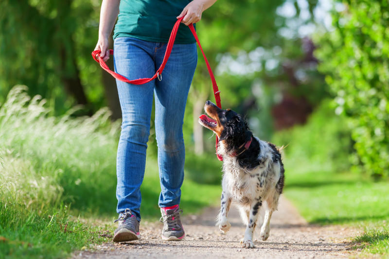 Patting your dog on top of the head, Leaving your dog alone, Boring your dog, Not sticking to a routine, Strong scents, Rushing your dog on walks, Ignoring your dog, Forcing your dog to interact, Leaving your dogs with too many other dogs, Loud noises, Brushing against the grain, Forcing them into uncomfortable situations, Vacuuming