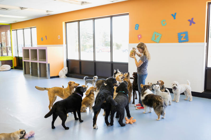 Patting your dog on top of the head, Leaving your dog alone, Boring your dog, Not sticking to a routine, Strong scents, Rushing your dog on walks, Ignoring your dog, Forcing your dog to interact, Leaving your dogs with too many other dogs, Loud noises, Brushing against the grain, Forcing them into uncomfortable situations, Vacuuming