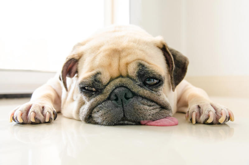 Patting your dog on top of the head, Leaving your dog alone, Boring your dog, Not sticking to a routine, Strong scents, Rushing your dog on walks, Ignoring your dog, Forcing your dog to interact, Leaving your dogs with too many other dogs, Loud noises, Brushing against the grain, Forcing them into uncomfortable situations, Vacuuming