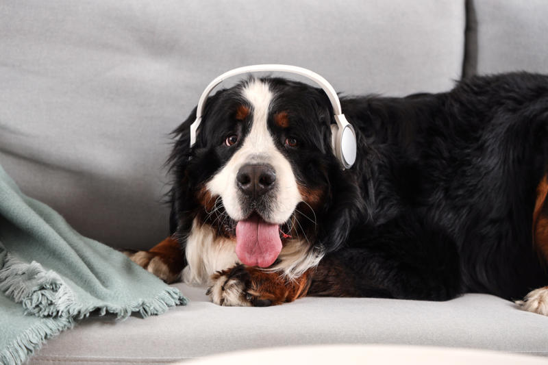 Patting your dog on top of the head, Leaving your dog alone, Boring your dog, Not sticking to a routine, Strong scents, Rushing your dog on walks, Ignoring your dog, Forcing your dog to interact, Leaving your dogs with too many other dogs, Loud noises, Brushing against the grain, Forcing them into uncomfortable situations, Vacuuming