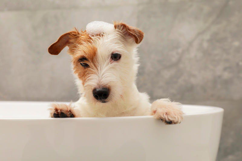 Patting your dog on top of the head, Leaving your dog alone, Boring your dog, Not sticking to a routine, Strong scents, Rushing your dog on walks, Ignoring your dog, Forcing your dog to interact, Leaving your dogs with too many other dogs, Loud noises, Brushing against the grain, Forcing them into uncomfortable situations, Vacuuming