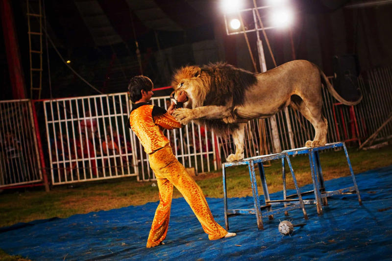 Lion tamers, Mechanics, Mountain guides, Carpenters, Street sweepers, Astronauts, Slaughterhouse workers, Minesweepers, Rescue workers, Groundskeepers/gardeners, Surgeons