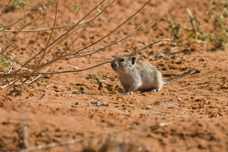 African pygmy mouse Screaming hairy armadillo, White-nosed coati, Desert hamster, Finlayson's squirrel, African pygmy mouse, Chacoan mara, Bactrian camel, Arabian spiny mouse, Golden spiny mouse, Himalayan striped squirrel, Agile wallaby