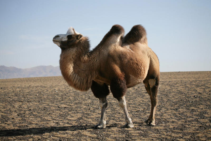 Bactrian camel Screaming hairy armadillo, White-nosed coati, Desert hamster, Finlayson's squirrel, African pygmy mouse, Chacoan mara, Bactrian camel, Arabian spiny mouse, Golden spiny mouse, Himalayan striped squirrel, Agile wallaby