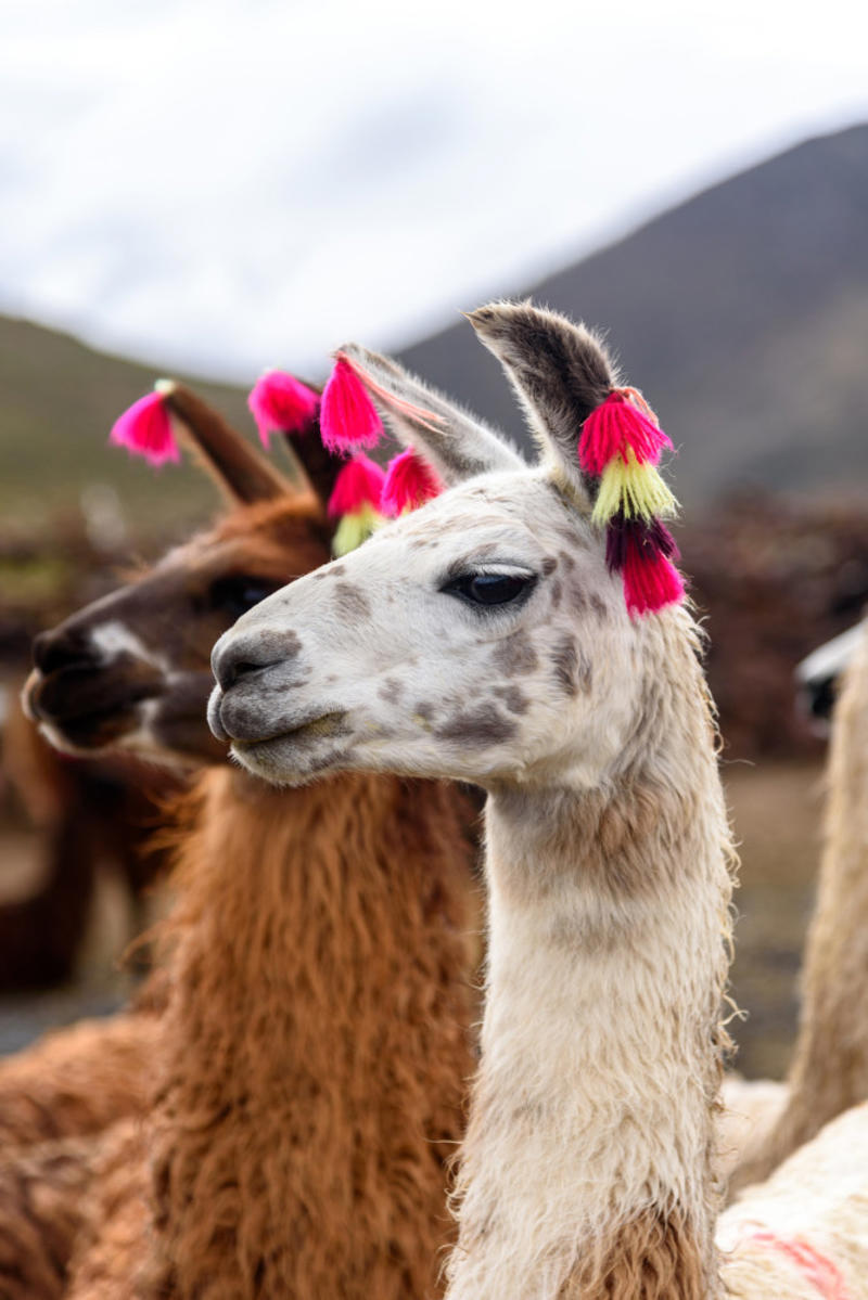 Llama Screaming hairy armadillo, White-nosed coati, Desert hamster, Finlayson's squirrel, African pygmy mouse, Chacoan mara, Bactrian camel, Arabian spiny mouse, Golden spiny mouse, Himalayan striped squirrel, Agile wallaby