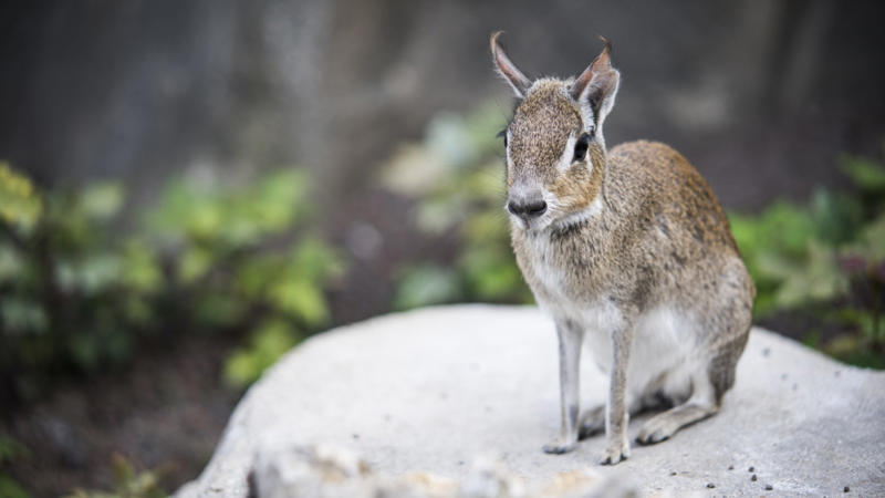 Chacoan mara Screaming hairy armadillo, White-nosed coati, Desert hamster, Finlayson's squirrel, African pygmy mouse, Chacoan mara, Bactrian camel, Arabian spiny mouse, Golden spiny mouse, Himalayan striped squirrel, Agile wallaby