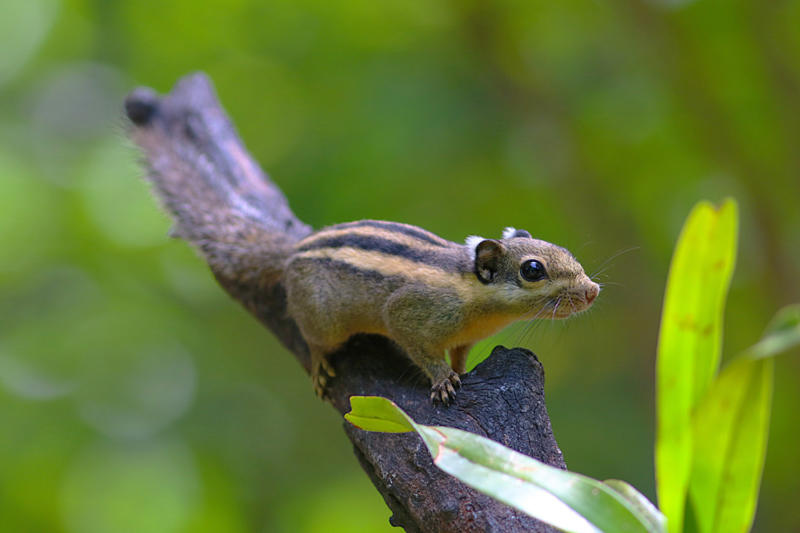 Himalayan striped squirrel Screaming hairy armadillo, White-nosed coati, Desert hamster, Finlayson's squirrel, African pygmy mouse, Chacoan mara, Bactrian camel, Arabian spiny mouse, Golden spiny mouse, Himalayan striped squirrel, Agile wallaby