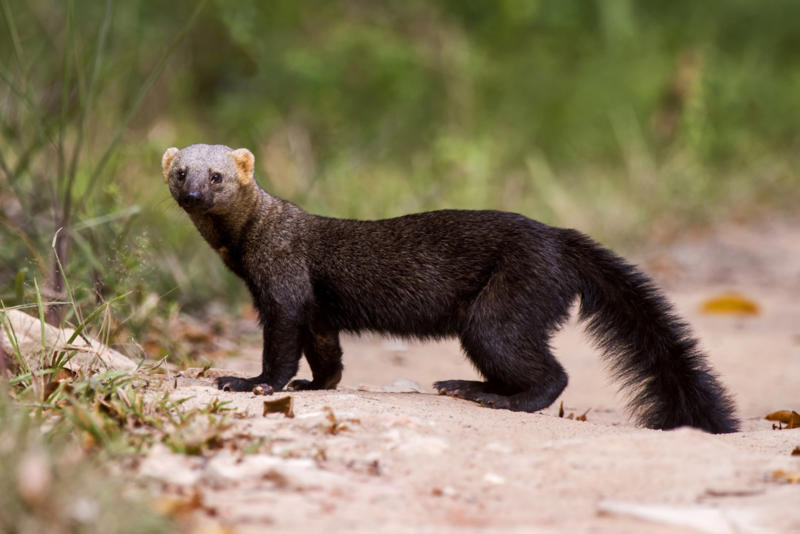 Tayra Screaming hairy armadillo, White-nosed coati, Desert hamster, Finlayson's squirrel, African pygmy mouse, Chacoan mara, Bactrian camel, Arabian spiny mouse, Golden spiny mouse, Himalayan striped squirrel, Agile wallaby