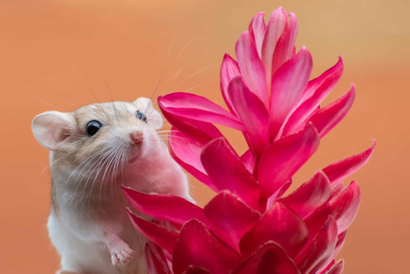 Desert hamster Screaming hairy armadillo, White-nosed coati, Desert hamster, Finlayson's squirrel, African pygmy mouse, Chacoan mara, Bactrian camel, Arabian spiny mouse, Golden spiny mouse, Himalayan striped squirrel, Agile wallaby
