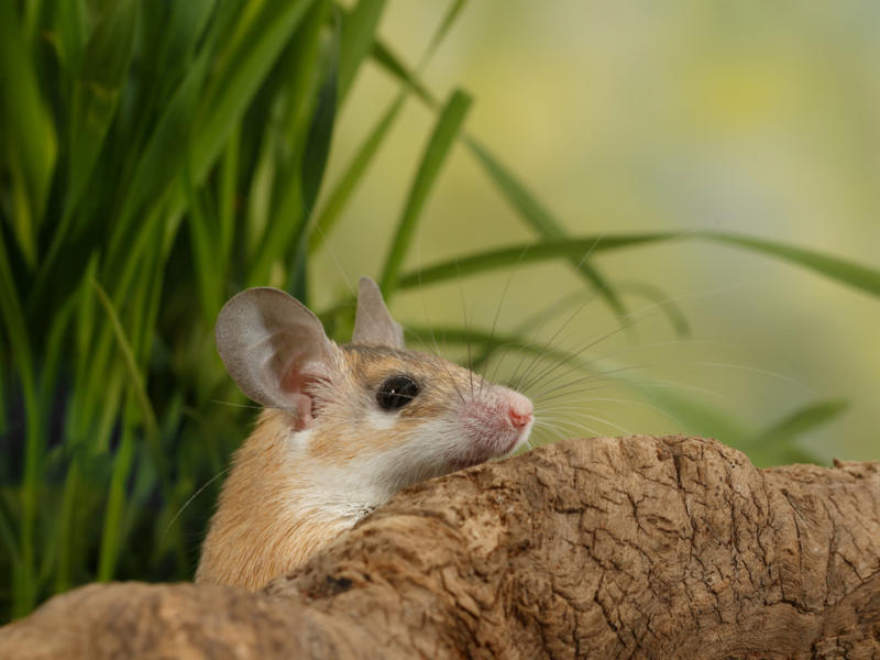 Arabian spiny mouse Screaming hairy armadillo, White-nosed coati, Desert hamster, Finlayson's squirrel, African pygmy mouse, Chacoan mara, Bactrian camel, Arabian spiny mouse, Golden spiny mouse, Himalayan striped squirrel, Agile wallaby