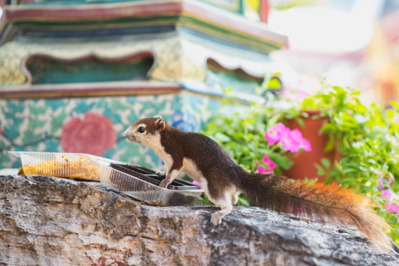 Finlayson's squirrel Screaming hairy armadillo, White-nosed coati, Desert hamster, Finlayson's squirrel, African pygmy mouse, Chacoan mara, Bactrian camel, Arabian spiny mouse, Golden spiny mouse, Himalayan striped squirrel, Agile wallaby