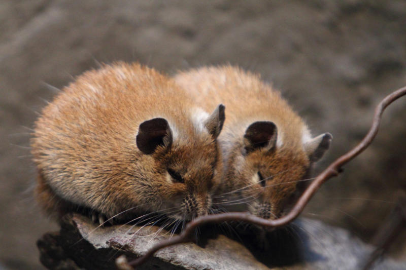 Golden spiny mouse Screaming hairy armadillo, White-nosed coati, Desert hamster, Finlayson's squirrel, African pygmy mouse, Chacoan mara, Bactrian camel, Arabian spiny mouse, Golden spiny mouse, Himalayan striped squirrel, Agile wallaby
