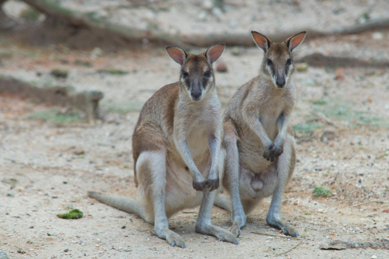 Agile wallaby Screaming hairy armadillo, White-nosed coati, Desert hamster, Finlayson's squirrel, African pygmy mouse, Chacoan mara, Bactrian camel, Arabian spiny mouse, Golden spiny mouse, Himalayan striped squirrel, Agile wallaby
