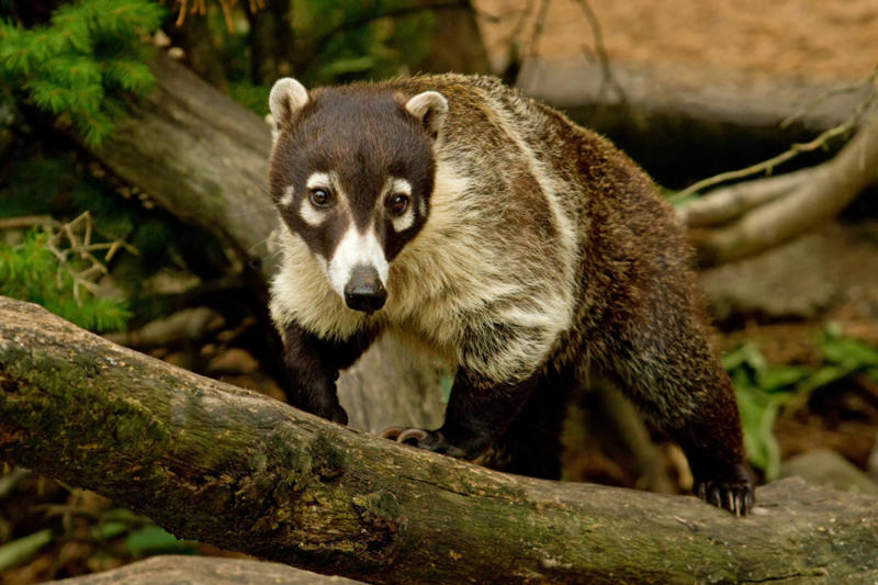 White-nosed coati Screaming hairy armadillo, White-nosed coati, Desert hamster, Finlayson's squirrel, African pygmy mouse, Chacoan mara, Bactrian camel, Arabian spiny mouse, Golden spiny mouse, Himalayan striped squirrel, Agile wallaby