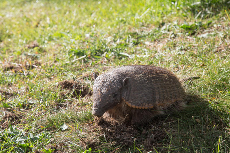 Screaming hairy armadillo Screaming hairy armadillo, White-nosed coati, Desert hamster, Finlayson's squirrel, African pygmy mouse, Chacoan mara, Bactrian camel, Arabian spiny mouse, Golden spiny mouse, Himalayan striped squirrel, Agile wallaby