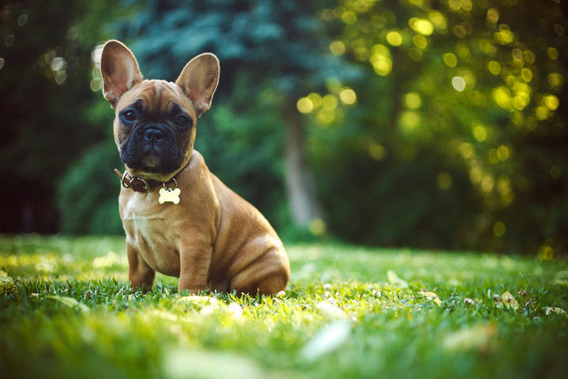 1) Labrador Retriever, 2) Golden Retriever, 3) Cavalier King Charles Spaniel, 4) Miniature Poodle, 5) Beagle, 6) Shih Tzu, 7) Boxer, 8) French Bulldog, 10) Basset Hound