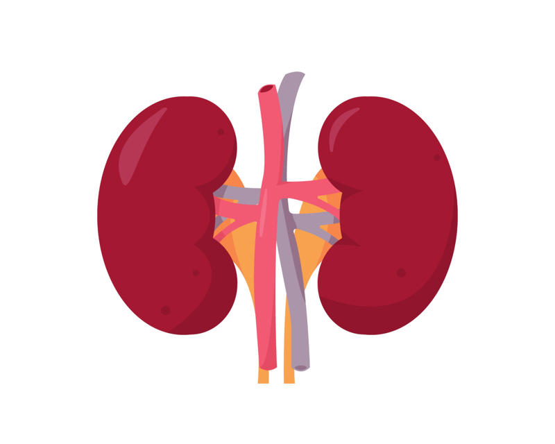 What are the kidneys? What are the kidneys?, How they work, Promoting a healthy body, Bloodwork, Where are the kidneys?, How kidneys are nourished, How to maintain healthy kidneys, Whole grain high-fiber foods, Limit alcohol intake, Get enough sleep, Underlying health issues, Beware of blood in urine, Kidney disease, Kidney transplant statistics, Simple blood test