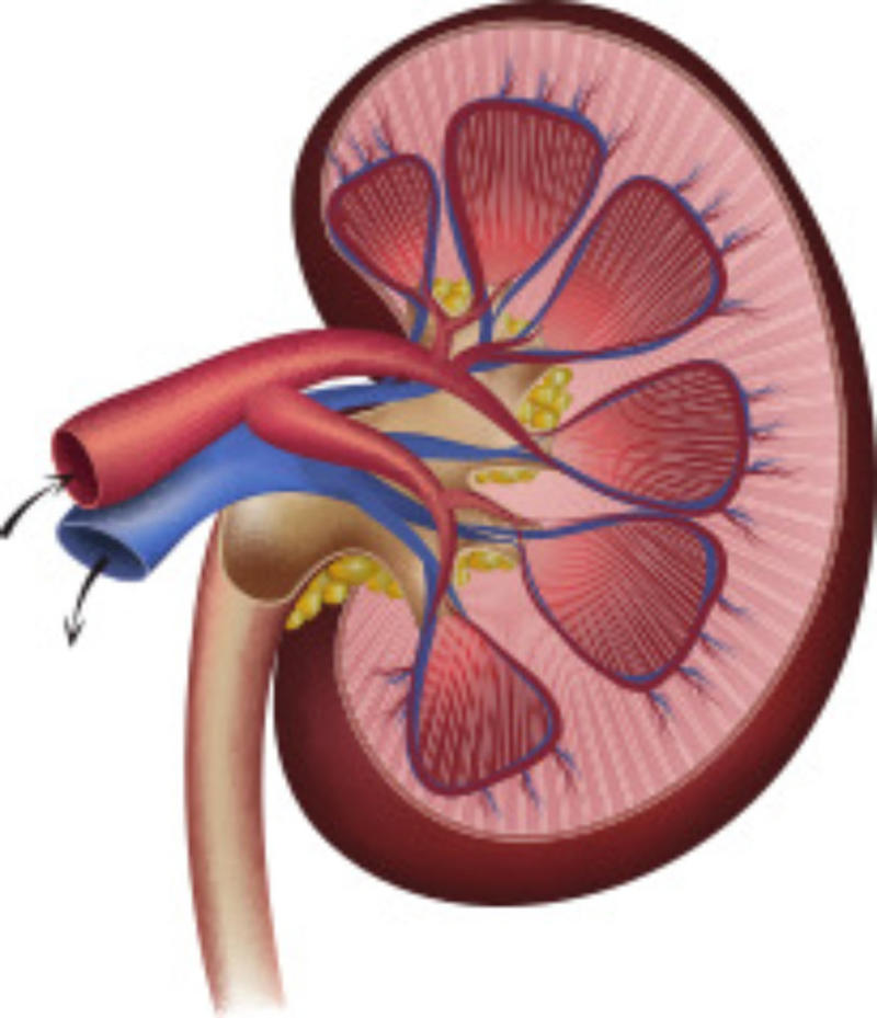 Bloodwork What are the kidneys?, How they work, Promoting a healthy body, Bloodwork, Where are the kidneys?, How kidneys are nourished, How to maintain healthy kidneys, Whole grain high-fiber foods, Limit alcohol intake, Get enough sleep, Underlying health issues, Beware of blood in urine, Kidney disease, Kidney transplant statistics, Simple blood test