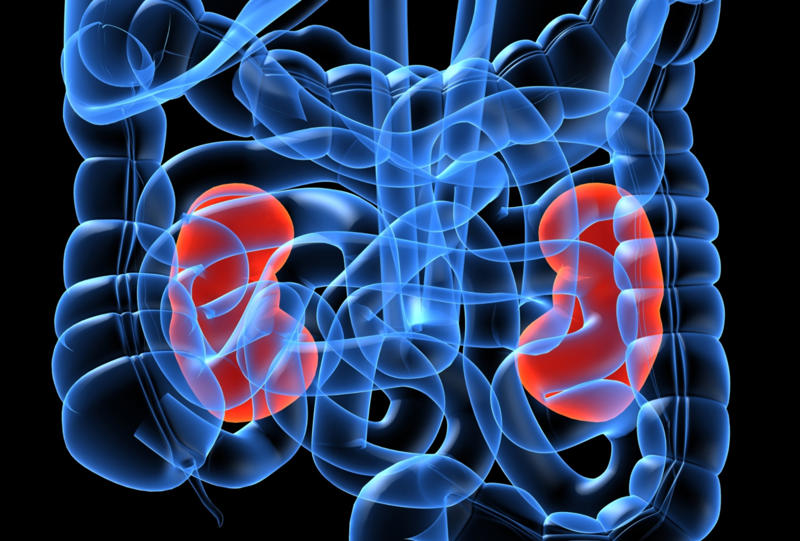 Where are the kidneys? What are the kidneys?, How they work, Promoting a healthy body, Bloodwork, Where are the kidneys?, How kidneys are nourished, How to maintain healthy kidneys, Whole grain high-fiber foods, Limit alcohol intake, Get enough sleep, Underlying health issues, Beware of blood in urine, Kidney disease, Kidney transplant statistics, Simple blood test