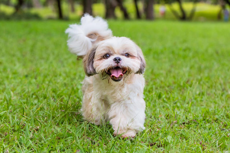 1) Cavalier King Charles Spaniel, 2) French Bulldog, 3) Shih Tzu, 4) Pomeranian, 5) Havanese, 6) Maltese, 7) Toy Poodle, 8) Chihuahua, 9) Boston Terrier, 10) Pekingese, 11) Bichon Frise, 12) Papillon, 13) Yorkshire Terrier, 14) Lhasa Apso, 15) Japanese Chin