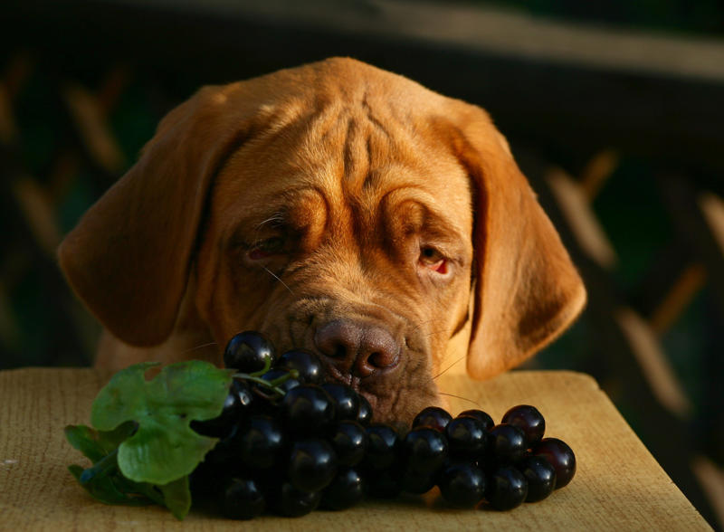 Grapes and raisins Iron vitamins, Avocados, Cooked bones, Grapes and raisins, Caffeine, Wild mushrooms, Cat food, Black walnuts, Cherries